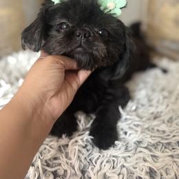 AKC Olive - Black female Shih Tzu puppy in Los Angeles, California from LUXURY PAWS