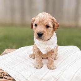 Bramble - Apricot male Goldendoodle puppy in Russell Springs, Kentucky from Milk & Honey Doodles