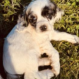 Boy 2 - Red - Black and white male Cocker Spaniel puppy in Ellenboro, North Carolina from Chantels Spaniels