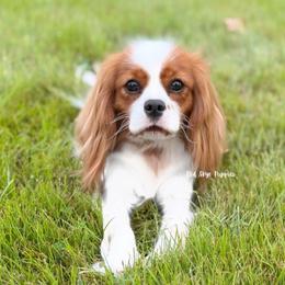 Willow - Cavalier King Charles Spaniel