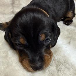 Jack - Black and tan male Dachshund puppy in Cypress, Texas from Sweet Little Churros