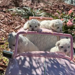 Maltese puppies from Pupkin’s Maltese