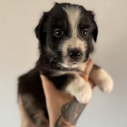 Bullet - Black tri male Miniature American Shepherd puppy in Tucson, Arizona from Outlaw Minis