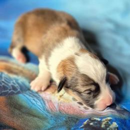 Miss Maple - Sable female Pembroke Welsh Corgi puppy in Checotah, Oklahoma from Skoal Creek Corgi's