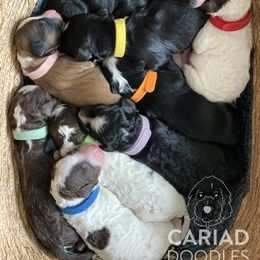 Bernedoodle and Cavapoo Puppies from Sarah Baker