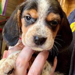 Arwen - Black and tan female Beagle puppy in Viper, Kentucky from Mountain Top