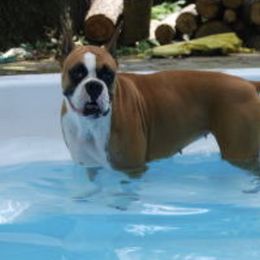 Boxers from Margaret Bramlett's Boxers