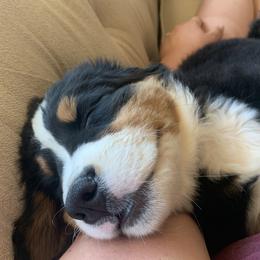 Golden Retriever Puppies from N.W. Mountain Retrievers