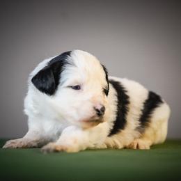 Snoopy - Black and white male Schnoodle puppy in Caldwell, Idaho from Boise Doodle Co.