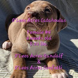 FEMALE - 4 - Red female Catahoula Leopard Dog puppy in Perry, Florida from O'Leos' Acres Catahoulas
