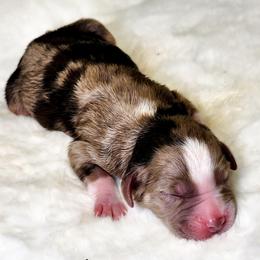 Ribaldi - Red merle male Miniature Australian Shepherd puppy in Mc Alester, Oklahoma from Angel's Aussies