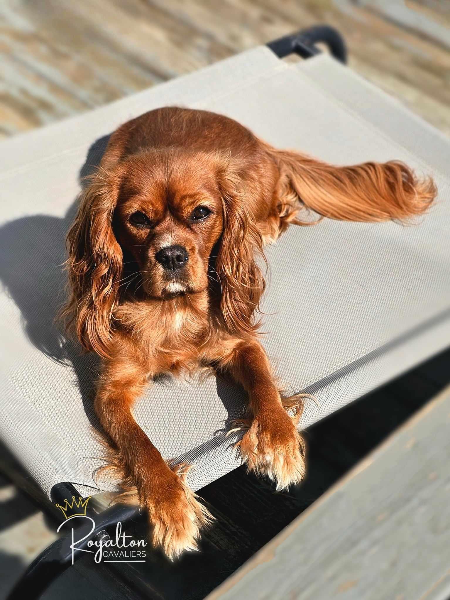 Annie