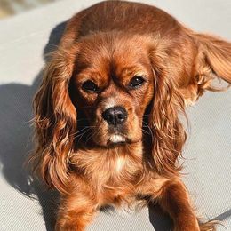 Annie - Cavalier King Charles Spaniel
