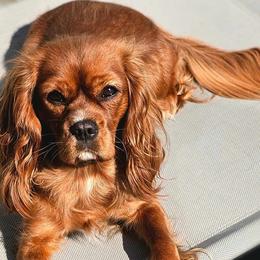 Annie - Cavalier King Charles Spaniel