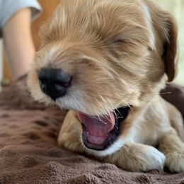 Cockapoo Puppies from ApplebyFarm