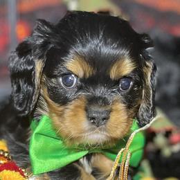 Kahl - Black and tan male Cavalier King Charles Spaniel puppy in Queen Creek, Arizona from Andresen's Cavaliers