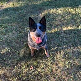 Sadie - Australian Cattle Dog