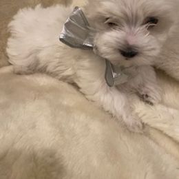 Maltese Puppies from Patti Trent