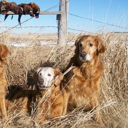 Golden Retrievers from Gold Eagle Retrievers