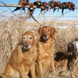 Golden Retrievers from Gold Eagle Retrievers