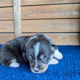 Daphne Moon - Brindle and white female American Corgi puppy in Shawnee, Oklahoma from Sunray Ranch
