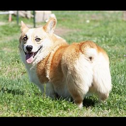 Ben - Pembroke Welsh Corgi