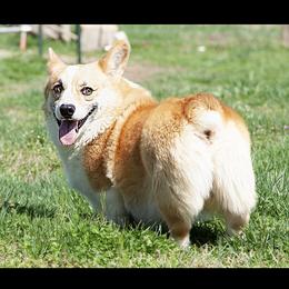 Ben - Pembroke Welsh Corgi
