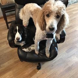 English Springer Spaniel, Poodle, and Springerdoodle All Grown Up from SpringerDoodles at the Beach