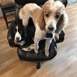 English Springer Spaniel, Poodle, and Springerdoodle All Grown Up from SpringerDoodles at the Beach
