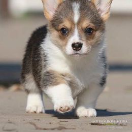 Pembroke Welsh Corgi Puppies from Golden Rose Corgis