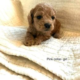 Dallas - Buff and white female Cockapoo puppy in Spring Valley, Wisconsin from Filipiak Breeders