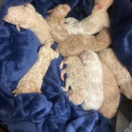 Poodle Puppies from Durer Poodles