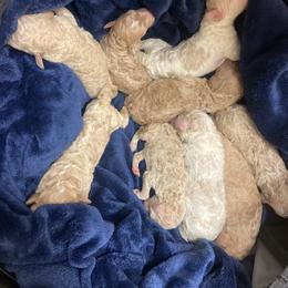 Poodle Puppies from Durer Poodles