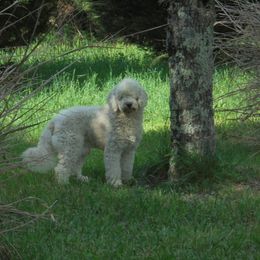 moe - Goldendoodle