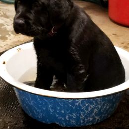 Labrador Retriever Puppies from Seahawk Labradors