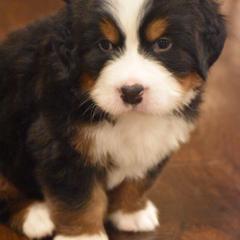 Bernese Mountain Dog Puppies from Willow Tree Berners
