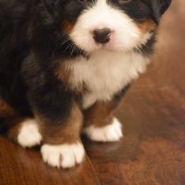 Bernese Mountain Dog Puppies from Willow Tree Berners