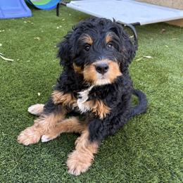 Bernedoodle and Bernese Mountain Dog Puppies from Sage Hills Bernedoodles
