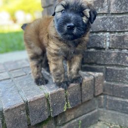 Soft Coated Wheaten Terrier Puppies from Warzalas wheatens