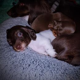 Dachshund and Great Dane Puppies from AZ's Prestigious Minature Dachshunds