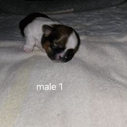 Puppy 1 - Brindle and white male Shih Tzu puppy in Hampstead, Maryland from Shawny's Shih Tzus