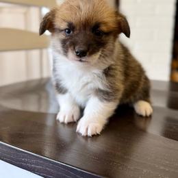 Capri - Red female Pembroke Welsh Corgi puppy in Payson, Utah from Spring Creek Aussies + Corgis