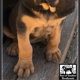 Bloodhound Puppies from Rays Of Sunshine Bloodhounds