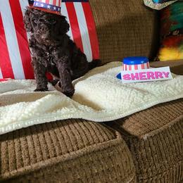Sherry - Brown female Poodle puppy in Chase, Michigan from My Buddies Puppies