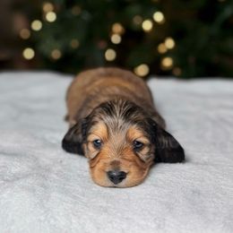 Cupid - Red male Dachshund puppy in Kingman, Arizona from Diddle Bros Dachshunds