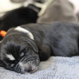 Chance - Black and white male Basset Hound puppy in Surprise, Arizona from Howlin Hounds