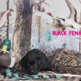 Labrador Retriever Puppies from Copper Creek Outfitters and Kennel