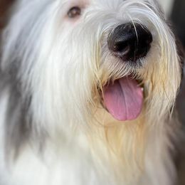 Old English Sheepdogs from Karla's Pups