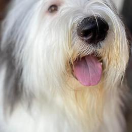 Old English Sheepdogs from Karla's Pups