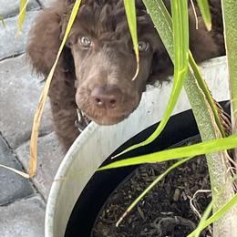 Poodle Puppies from Heart and Soul Standard Poodles